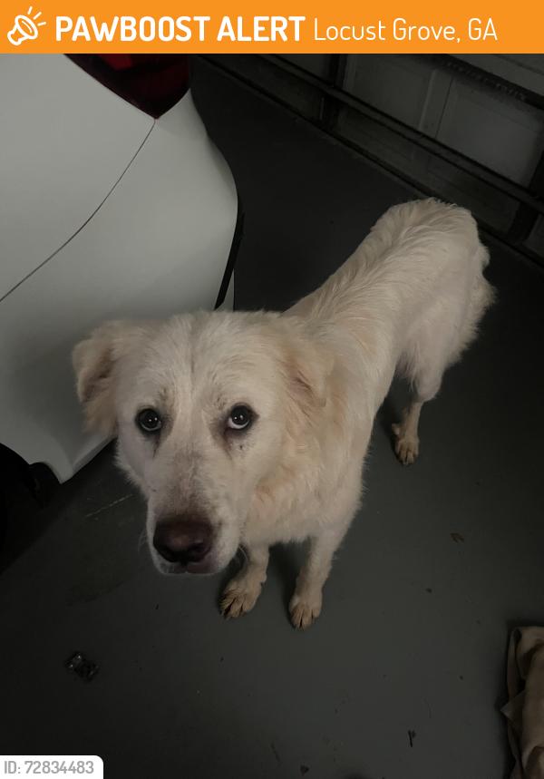 Found/Stray Female Dog last seen New Hope Road, Locust Grove, GA 30248