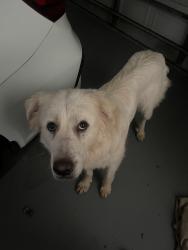 Found/Stray Female Dog last seen New Hope Road, Locust Grove, GA 30248
