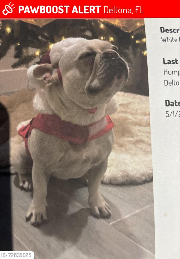 Lost Female Dog last seen Humprey, Deltona, FL 32738