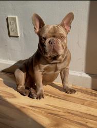 Lost Male Dog last seen Jackson street, Woodbury, NJ 08096