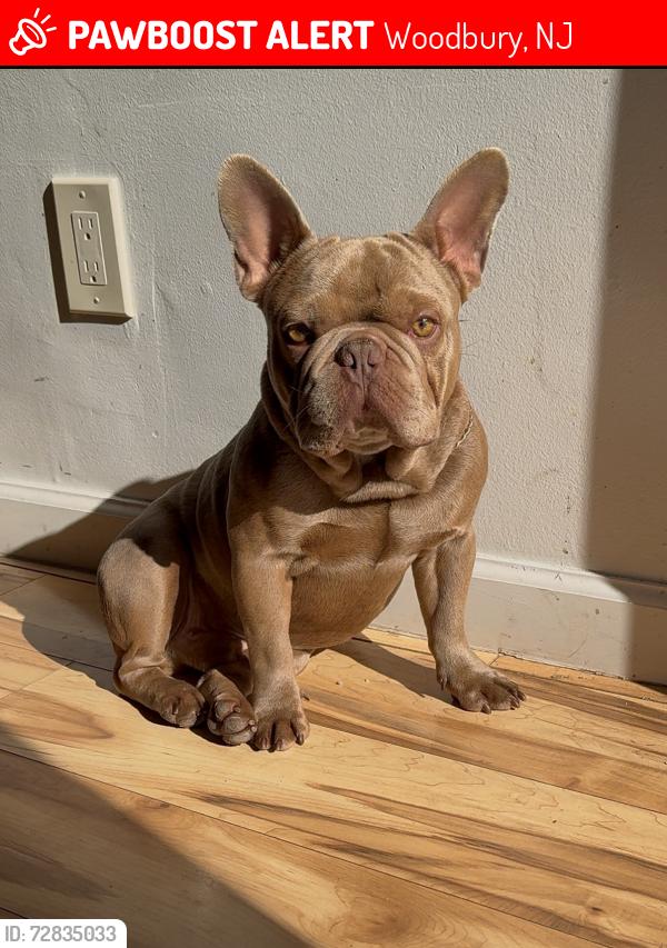 Lost Male Dog last seen Jackson street, Woodbury, NJ 08096