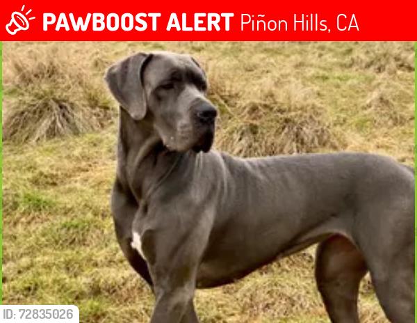 Lost Male Dog last seen Phelan Rd , Piñon Hills, CA 92372