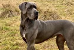 Lost Male Dog last seen Phelan Rd , Piñon Hills, CA 92372