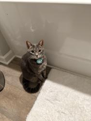 Lost Female Cat last seen Residential neighborhood, Bibb County, GA 31216