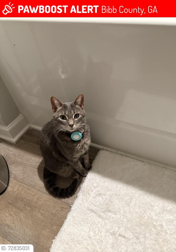 Lost Female Cat last seen Residential neighborhood, Bibb County, GA 31216