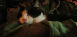 Lost Male Cat last seen Half Moon & St Delights, New Bern, NC 28560