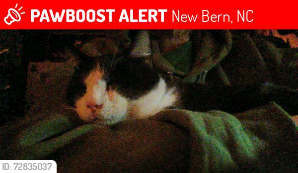 Lost Male Cat last seen Half Moon & St Delights, New Bern, NC 28560