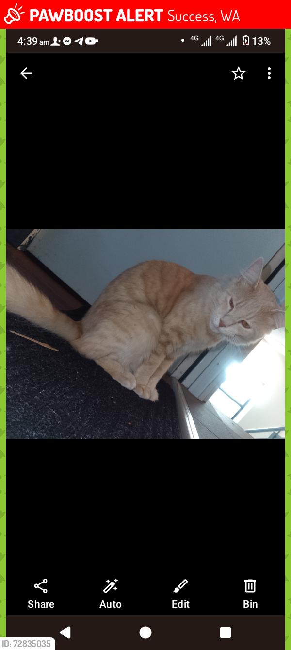 Lost Male Cat last seen Near biloxi loop, success, Success, WA 6164