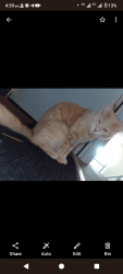 Lost Male Cat last seen Near biloxi loop, success, Success, WA 6164