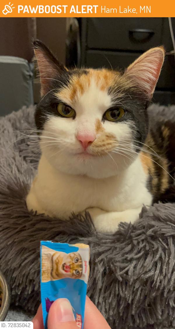 Found/Stray Female Cat last seen 269th Street and Xylite, Ham Lake, MN 55304