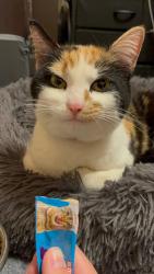 Found/Stray Female Cat last seen 269th Street and Xylite, Ham Lake, MN 55304
