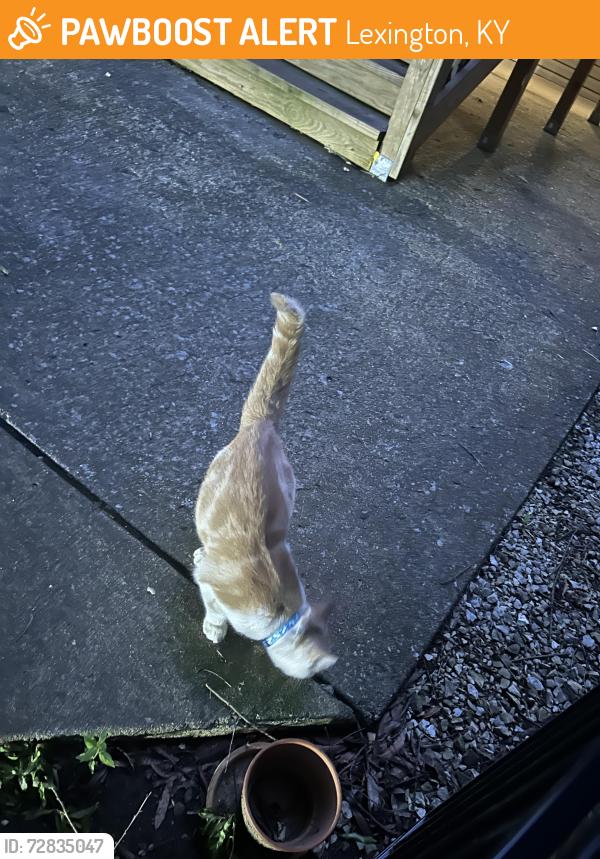 Found/Stray Unknown Cat last seen apmt 12 buildings , Lexington, KY 40517