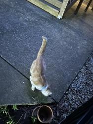 Found/Stray Unknown Cat last seen apmt 12 buildings , Lexington, KY 40517