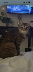 Lost Female Cat last seen Dobbs & River Oak Way, across from Shady Shores elementary, Lake Dallas, TX 75065