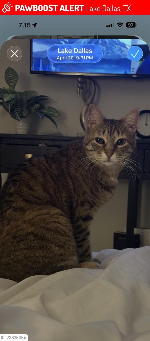 Lost Female Cat last seen Dobbs & River Oak Way, across from Shady Shores elementary, Lake Dallas, TX 75065