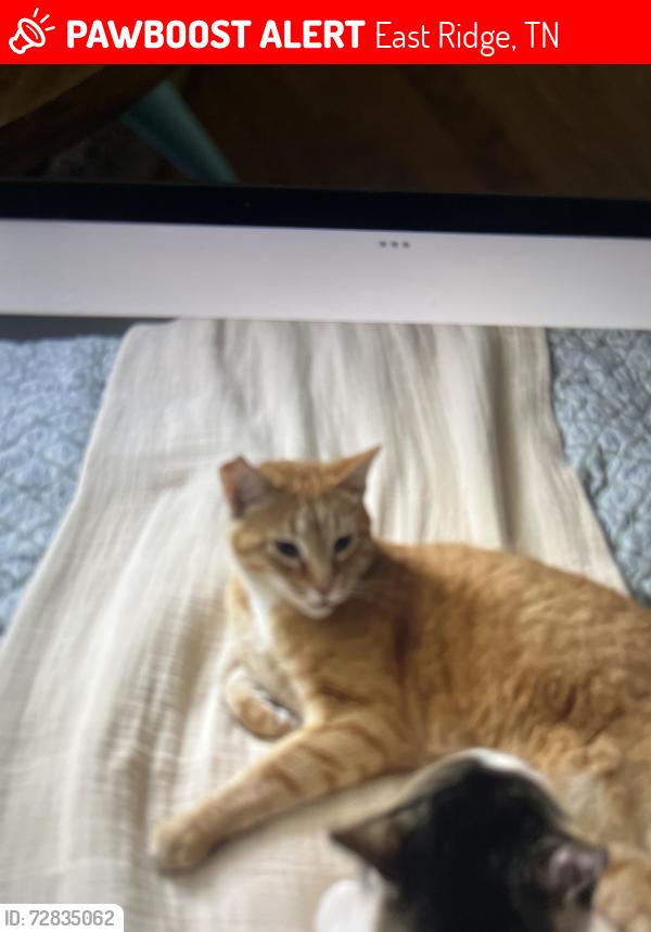 Lost Male Cat last seen Merrill Street , East Ridge, TN 37412