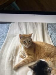Lost Male Cat last seen Merrill Street , East Ridge, TN 37412