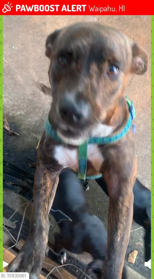 Lost Female Dog last seen Lumipolu, Lumihoahu, Lumikula, Waipahu, HI 96797