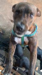 Lost Female Dog last seen Lumipolu, Lumihoahu, Lumikula, Waipahu, HI 96797