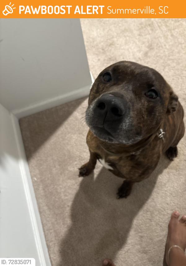 Found/Stray Male Dog last seen Beringlane, Summerville, SC 29486
