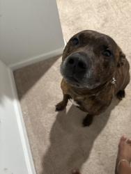 Found/Stray Male Dog last seen Beringlane, Summerville, SC 29486