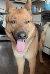 Reunited Male Dog last seen Higgins and Menard , Chicago, IL 60630
