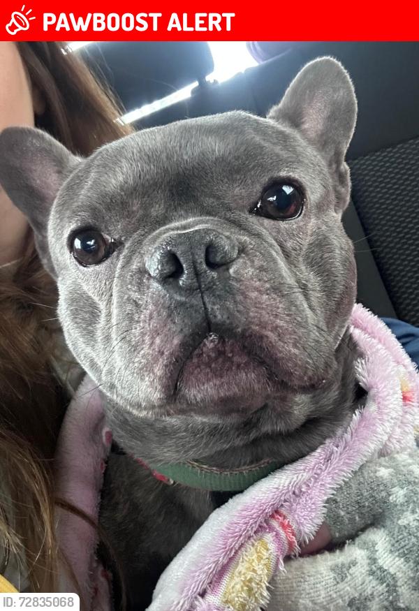 Lost Male Dog last seen Handsworth wood road , West Midlands, England B20 2DS
