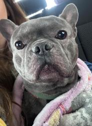 Lost Male Dog last seen Handsworth wood road , West Midlands, England B20 2DS