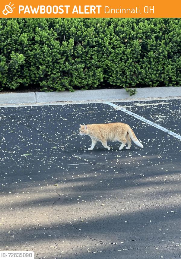 Found/Stray Unknown Cat last seen In library parking lot, Cincinnati, OH 45245