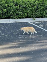 Found/Stray Unknown Cat last seen In library parking lot, Cincinnati, OH 45245