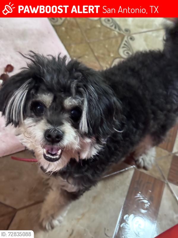 Lost Female Dog last seen Hunt Lane and Highway 90., San Antonio, TX 78245