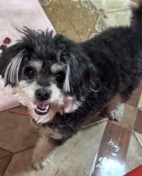 Lost Female Dog last seen Hunt Lane and Highway 90., San Antonio, TX 78245