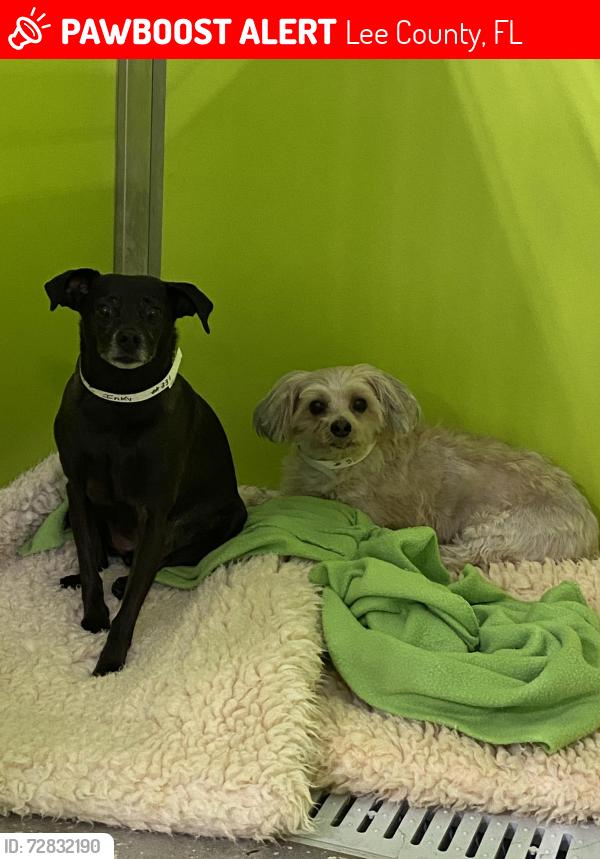 Lost Male Dog last seen Old Redeo Rd, Lee County, FL 33920