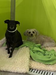 Lost Male Dog last seen Old Redeo Rd, Lee County, FL 33920