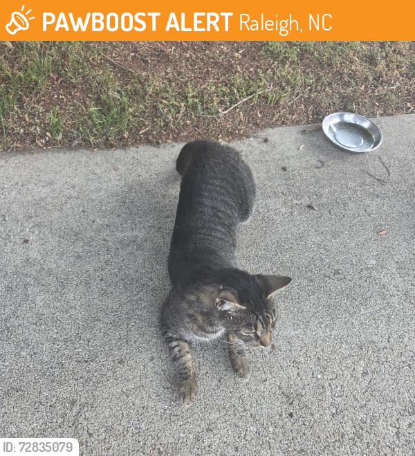 Found/Stray Male Cat last seen Riverbrooke Subdivision off Rock Quarry Road near Jones Sausage Road, Raleigh, NC 27610