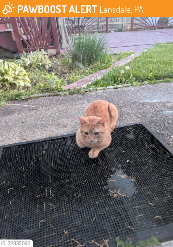 Found/Stray Male Cat last seen Behind Jefferson Lansdale hosp , Lansdale, PA 19446