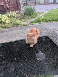 Found/Stray Male Cat last seen Behind Jefferson Lansdale hosp , Lansdale, PA 19446