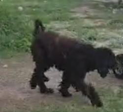 Lost Male Dog last seen University and Raul Longoria , Edinburg, TX 78542