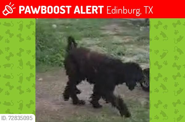 Lost Male Dog last seen University and Raul Longoria , Edinburg, TX 78542