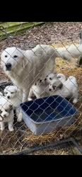 Lost Female Dog last seen Shady Cove Road-Cove Norris, Campbell County, TN 37714