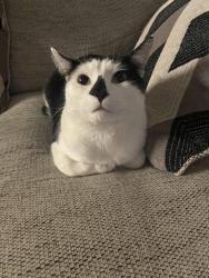 Lost Male Cat last seen barbee blvd, oak island, NC, Charlotte, NC 28269