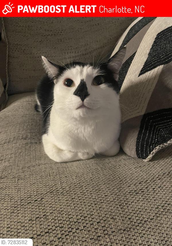 Lost Male Cat last seen barbee blvd, oak island, NC, Charlotte, NC 28269