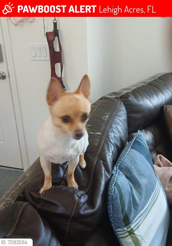 Lost Male Dog last seen Colummbos, Lehigh Acres, FL 33974