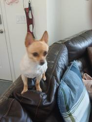 Lost Male Dog last seen Colummbos, Lehigh Acres, FL 33974