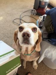 Lost Female Dog last seen Old Buckingham Road, Midlothian, VA 23113