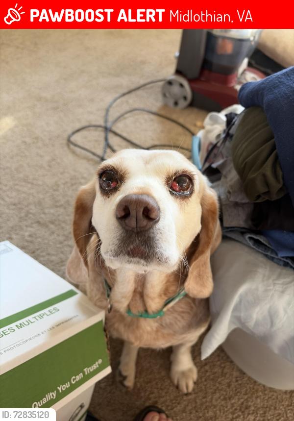 Lost Female Dog last seen Old Buckingham Road, Midlothian, VA 23113