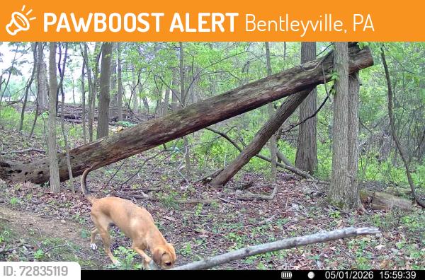 Found/Stray Unknown Dog last seen Near Quarry St. Bentleyville PA 15314, Bentleyville, PA 15314
