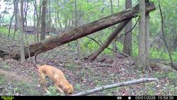 Found/Stray Unknown Dog last seen Near Quarry St. Bentleyville PA 15314, Bentleyville, PA 15314
