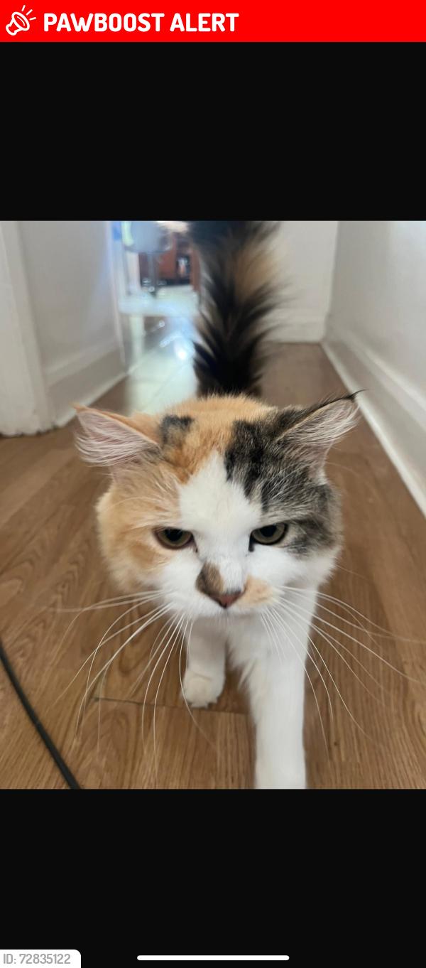 Lost Female Cat last seen On church street , Hadleigh, England SS7