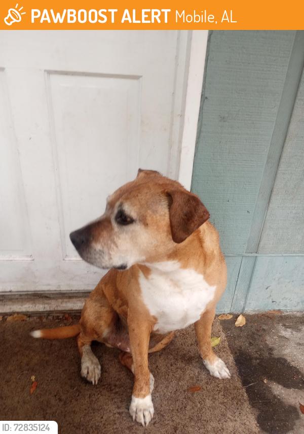 Found/Stray Male Dog last seen Calhoun Rd and Andrew rd , Mobile, AL 36619